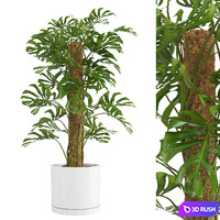 Indoor Monstera Plant 3D Model Vray, Corona
