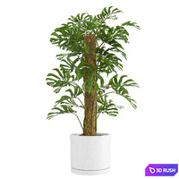 Indoor Monstera Plant 3D Model Vray, Corona