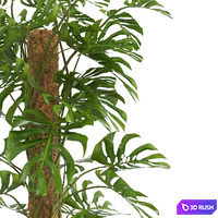 Indoor Monstera Plant 3D Model Vray, Corona