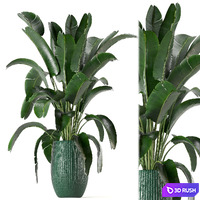 Indoor Plants Collection - Set 0034 3D Model Vray, Corona