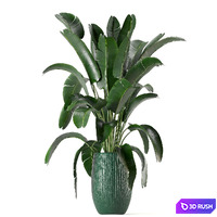 Indoor Plants Collection - Set 0034 3D Model Vray, Corona