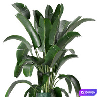 Indoor Plants Collection - Set 0034 3D Model Vray, Corona