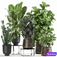 Collection of plants in black metal pots with Ficus lyrata, palm, Zamiokulkas, Strelitzia. Set 1042 3D Model Vray