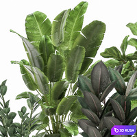 Collection of plants in black metal pots with Ficus lyrata, palm, Zamiokulkas, Strelitzia. Set 1042 3D Model Vray