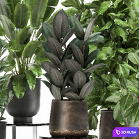 Collection of plants in black metal pots with Ficus lyrata, palm, Zamiokulkas, Strelitzia. Set 1042 3D Model Vray