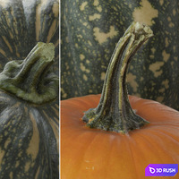 Pumpkins 3D Model Vray, Corona