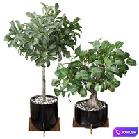 Ficus Sam Ficus Jim House Plant 3D Model Vray, Corona