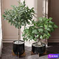 Ficus Sam Ficus Jim House Plant 3D Model Vray, Corona
