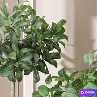 Ficus Sam Ficus Jim House Plant 3D Model Vray, Corona