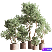 Indoor Plant Set 22 3D Model Vray, Corona