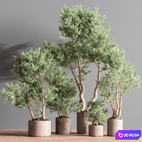Indoor Plant Set 22 3D Model Vray, Corona