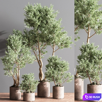 Indoor Plant Set 22 3D Model Vray, Corona