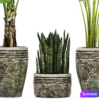 Collection of plants in pots 37. banana, bush, strelitzia, sansevieria, outdoor pot, flowerpot 3D Model Vray