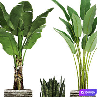 Collection of plants in pots 37. banana, bush, strelitzia, sansevieria, outdoor pot, flowerpot 3D Model Vray