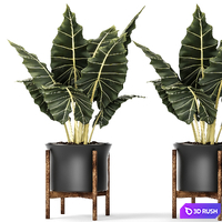 Plant in a pot, Flower, pot, bush, flowerpot, interior, room, loft, alocasia 3D Model Vray