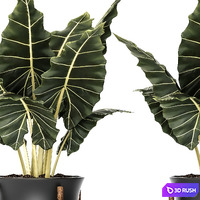 Plant in a pot, Flower, pot, bush, flowerpot, interior, room, loft, alocasia 3D Model Vray