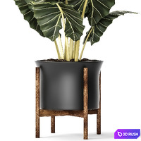 Plant in a pot, Flower, pot, bush, flowerpot, interior, room, loft, alocasia 3D Model Vray