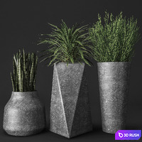 Set of concrete pots with plants, flowerpot, fern, Sansevieria, Ripsalis 3D Model Vray