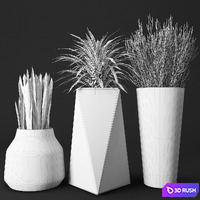 Set of concrete pots with plants, flowerpot, fern, Sansevieria, Ripsalis 3D Model Vray