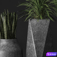 Set of concrete pots with plants, flowerpot, fern, Sansevieria, Ripsalis 3D Model Vray