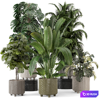 Indoor Planters in Cecilia Ficonstone Pot - Set 969 3D Model Vray, Corona