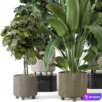 Indoor Planters in Cecilia Ficonstone Pot - Set 969 3D Model Vray, Corona