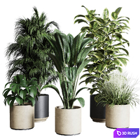 Collection indoor plant 284 plant ficus rubbery monstera palm concrete dirt vase 3D Model Vray, Corona