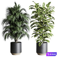 Collection indoor plant 284 plant ficus rubbery monstera palm concrete dirt vase 3D Model Vray, Corona
