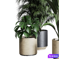 Collection indoor plant 284 plant ficus rubbery monstera palm concrete dirt vase 3D Model Vray, Corona