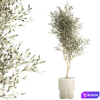 Beautiful decorative olive tree in a white flower pot, landscaping. 1249 3D Model Vray