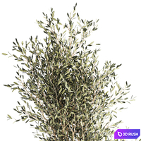 Beautiful decorative olive tree in a white flower pot, landscaping. 1249 3D Model Vray