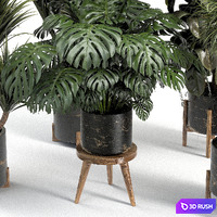 İndoor plant collection 001 3D Model Vray