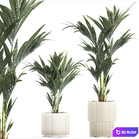 Beautiful little Howea palm tree in a white pot. Plant collection 1291 3D Model Vray