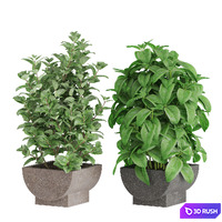 Plants collection 944 3D Model Vray, Corona