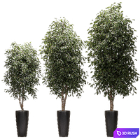 Ficus Benjamin Nitida v3. 3 models 3D Model Vray, Corona
