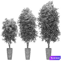 Ficus Benjamin Nitida v3. 3 models 3D Model Vray, Corona