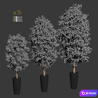 Ficus Benjamin Nitida v3. 3 models 3D Model Vray, Corona