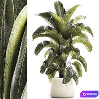 Exotic bush plants in a flower pot Ravenala, Strelitzia, Banana palm. Plant Collection 1319 3D Model Vray