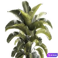 Exotic bush plants in a flower pot Ravenala, Strelitzia, Banana palm. Plant Collection 1319 3D Model Vray