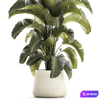 Exotic bush plants in a flower pot Ravenala, Strelitzia, Banana palm. Plant Collection 1319 3D Model Vray