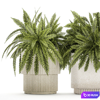 Collection of plants bushes and herbs in outdoor pots with Ferns. Set of plants 1338 3D Model Vray