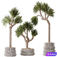 HQ Plants Yucca Elephantipes Gigantea Vase Set01 3D Model Vray, Corona
