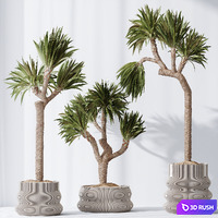 HQ Plants Yucca Elephantipes Gigantea Vase Set01 3D Model Vray, Corona
