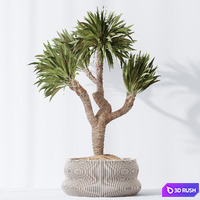HQ Plants Yucca Elephantipes Gigantea Vase Set01 3D Model Vray, Corona
