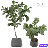 Indoor Plant 455 3D Model Vray, Corona