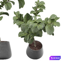 Indoor Plant 455 3D Model Vray, Corona