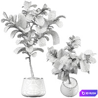 Indoor Plant 455 3D Model Vray, Corona