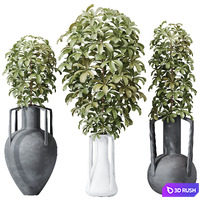 HQ HousePlants Schefflera Arboricola Umbrella Set04 3D Model Vray, Corona