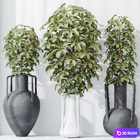 HQ HousePlants Schefflera Arboricola Umbrella Set04 3D Model Vray, Corona