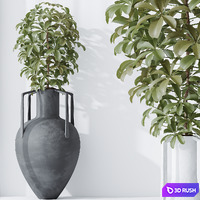 HQ HousePlants Schefflera Arboricola Umbrella Set04 3D Model Vray, Corona